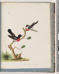Sayfa 73. Scarlet Robins by Unknown artist