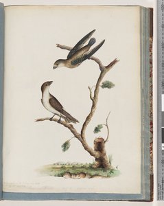 Sayfa 74. Tanımlanamayan kuşlar by Unknown artist