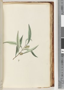 Sayfa 75. Tanımlanamayan bitki by Unknown artist