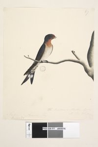 Sayfa 77. Hirundo. farklı el Mart ayında yukarıdaki başlık. Doğal Boyut. üçüncü elde sağ altta The Swallow veya Martin of N.S. Galler. Hoş Geldiniz Kırlangıç Hirundo neoxena, 1791-92 by Unknown artist