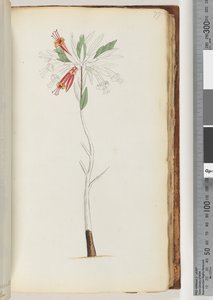 Sayfa 77. Yazı yok, tamamlanmamış çizim by Unknown artist
