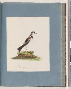 Sayfa 79. Siyah önlü Dotterel. Charadrius Hiaticula by Unknown artist