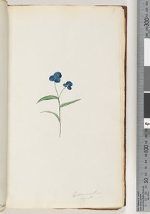 Sayfa 7. Commelina kapillaris by Unknown artist