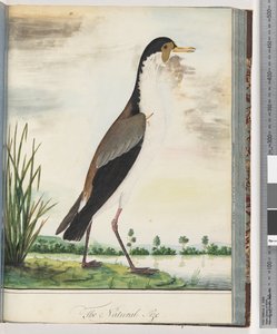 Sayfa 80. Maskeli Kız Kuşu veya Mahmuzlu, Kanatlı Cılıbıt by Unknown artist