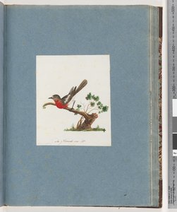 Sayfa 81. Scarlet Robin by Unknown artist