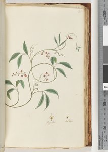 Sayfa 81. Tanımlanamayan bitki by Unknown artist