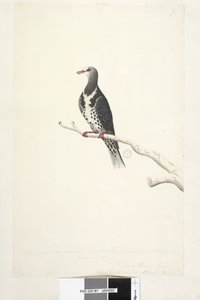 Sayfa 81. Wunga, Wunge Güvercin. 1/2 ölçekli doğal ölçü ile çizilmiştir. Bu Güvercinlerden ikisi şimdi ilk kez Aralık 1791