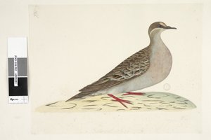 Sayfa 82. Bronz Kanat. alt merkezde farklı elde Doğal boyut Ortak Bronzewing Güvercin Phaps chalcoptera, 1791-92 by Unknown artist