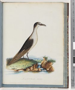Sayfa 85. Kurumlu Sumru. Sterna nova Hollandae. New Holland Sumru by Unknown artist