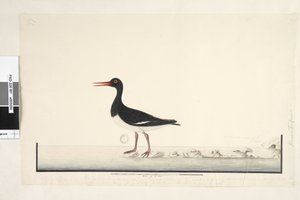 Sayfa 87. Hematopus. farklı el Eylül sağ altta. üçüncü elde alt kenar boyunca Erkek ve dişi her zaman kayalarda ve alçak noktalarda birlikte görülürler, ancak sık sık rahatsız edilmekten Liman