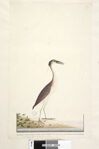 Sayfa 89. Ardea ..?.. Nankeen Gecesi, Heron Nycticorax caledonicus, 1791-92 by Unknown artist