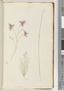 Page 8. Chlamysporum Sal. in Par Lond. No. 35 by Unknown artist