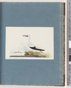 Sayfa 91. Tanımlanamayan kuş. Pel. borssanus by Unknown artist