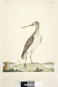 Sayfa 92. Scolopax. farklı el Aralık ayında yukarıdaki başlık. Doğal boyut, iris şüpheli Japon Snipe Gallinago hardwickii, 1791-92 by Unknown artist