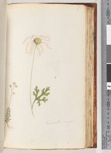 Sayfa 95. Eriocalia majör by Unknown artist