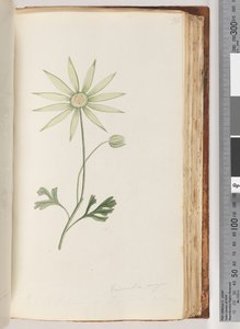 Sayfa 96. Eriocalia majör. Bunun gerçek renk olduğuna inanıyorum by Unknown artist