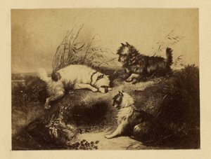 [Charles Tomkins
