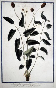 Pimprenelle: Pimpinella Sanguisorba majör. by Unknown artist