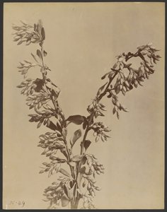 [Bakla kümeleri olan bitki] by Unknown artist