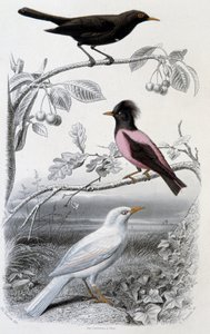 Doğal tarih plakası: Karatavuk, beyaz karatavuk ve pembe karatavuk - “”Oeuvres de Buffon””da, ed. Furne Jouvet ve cie, Paris by Unknown artist