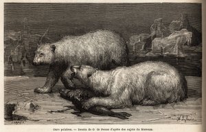Kutup ayıları buz paketinin üzerinde, az önce yakaladıkları bir foku dövüyorlar. 1860-1862