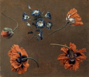 Gelincikler ve Tradascanthus by Unknown artist
