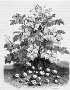 Köklerinin patates ve nişastalı yumruları - İncir ağacı by Unknown artist