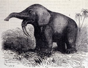 Prehistorya: bir Dinotherium