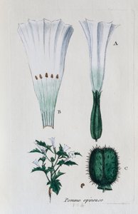 Dikenli elma (datura, yaygın jimsonweed) by Unknown artist