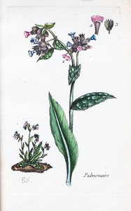 Akciğer by Unknown artist