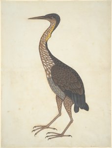 Mor Balıkçıl (Ardea purpurea) by Unknown artist