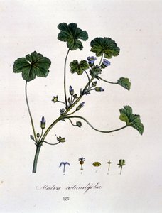 Mor: İnfüzyonunun sakinleştirici etkileri olan bitki. by Unknown artist
