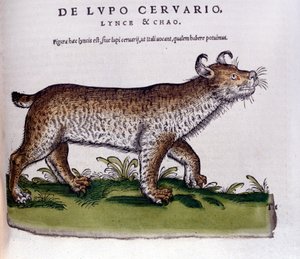 Bir vaşak temsili (kurt - geyik) - Historia Animalium de Conrad Gesner (1516 - 1565), Tiguri by Unknown artist