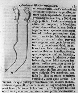 Köpek spermatozoitlerinin temsili Tanım Hollandalı tüccar ve bilim adamı Antoine van Leeuwenhoek (veya Leeuvenhoek Leeuwenhoeck) (veya Antoni veya Anthonie) (1632-1723) tarafından yapılmıştır. “Investigatio Arcanorum” 1722