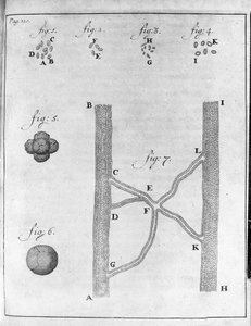 Somon balığı ve kalkan balığının hematinin (kırmızı kan hücresi) temsili Hollandalı tüccar ve doğa bilimci Antoine van Leeuwenhoek (veya Leeuvenhoek veya Leeuwenhoeck) (veya Antoni veya Anthonie) (1632-1723)
