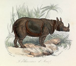 Linneen isimlendirmesi ve Cuvier tarafından sınıflandırılan Asya gergedanı (gravür) by Unknown artist