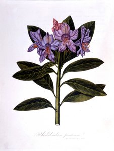 Ormangülü (Rhododendrum Köprüleri). by Unknown artist