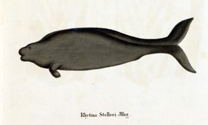 Rhytina Stelleri ayrıca deniz ineği Steller olarak da adlandırılır, örnek 18. yüzyılda ortadan kaybolur. by Unknown artist