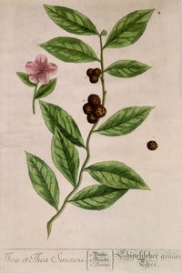 Sinensis çay bitkisi - botanik kurulu by Unknown artist