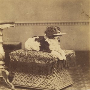 [Ağzında Bir Bohça ile Oturan Köpek] by Unknown artist