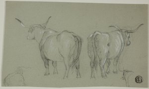 Maremma'dan Beyaz Sığır Eskizleri by Unknown artist