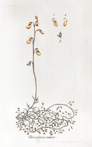 Küçük Uricularis by Unknown artist
