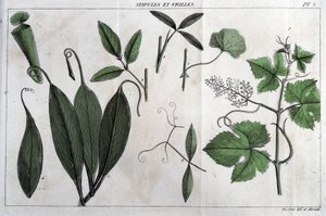 Stipüller ve dallar: "" Flora Françoise
