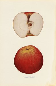 Tatlı Şarap by Unknown artist