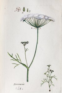 Terrenoix (Terre-Noix, Nox de Terre) by Unknown artist