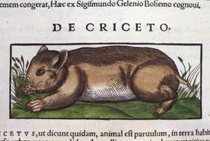 Hayvanların Tarihinde Hamster, Conrad Gesner (1516 - 1565), Tiguri by Unknown artist