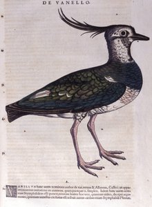 Historia Animalium
