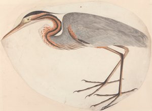 mor balıkçıl by Unknown artist