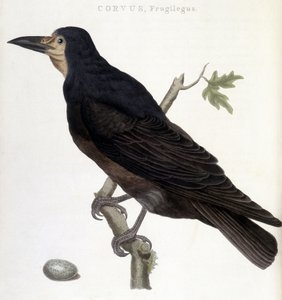 Kuzgun Frugilegus - doğal tarih tahtası by Unknown artist
