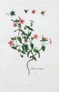 Scarlet Pimpernel by Unknown artist